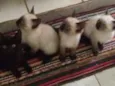 Pantera  e Dengoso