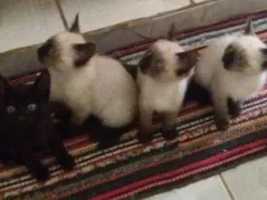 Gato raça Siameses idade 2 a 6 meses nome Pantera  e Dengoso