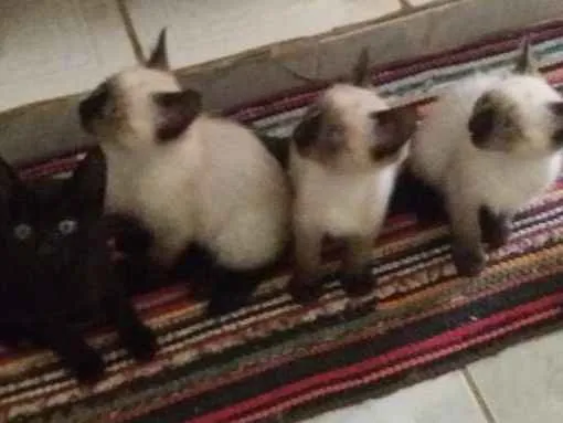Gato ra a Siameses idade 2 a 6 meses nome Pantera  e Dengoso