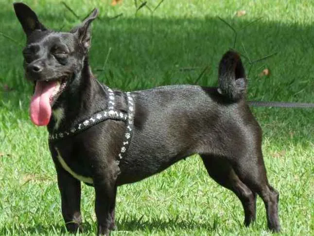 Cachorro ra a Vira-lata idade 6 ou mais anos nome Laika