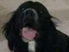 Cachorro raça Srd idade 4 anos nome Dred