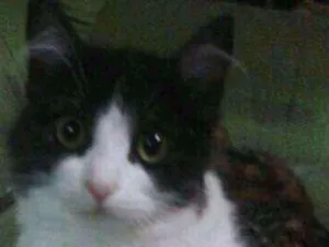 Gato raça srd idade 2 a 6 meses nome Pompom