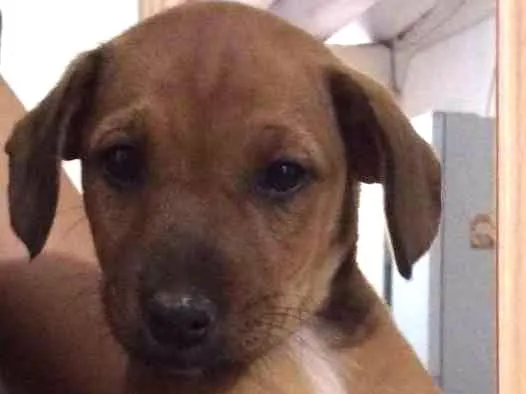 Cachorro ra a SRD idade Abaixo de 2 meses nome Filhotes