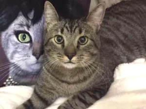 Gato raça SRD idade 7 a 11 meses nome Atlas