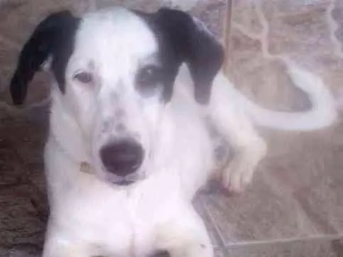 Cachorro ra a vira lata idade 2 anos nome Theo