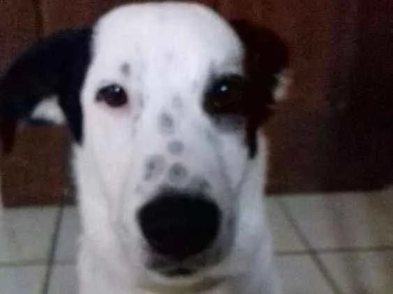 Cachorro ra a vira lata idade 2 anos nome Theo