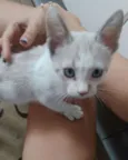 Cookie