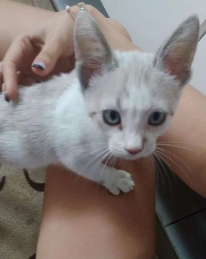 Gato raça SRD idade Abaixo de 2 meses nome Cookie