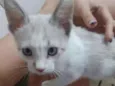Cookie