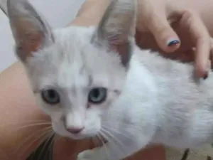Gato raça SRD idade Abaixo de 2 meses nome Cookie