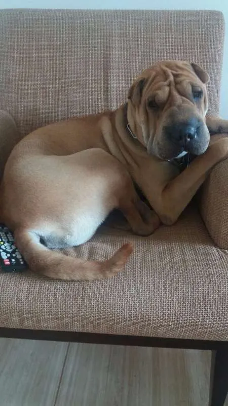 Cachorro ra a Shar Pei idade 2 anos nome Kiko