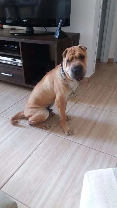 Cachorro ra a Shar Pei idade 2 anos nome Kiko