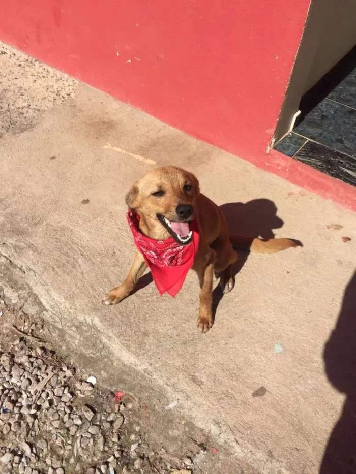 Cachorro ra a Vira lata idade 2 a 6 meses nome Lola