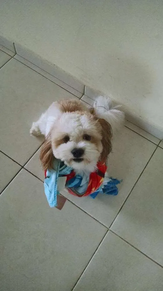 Cachorro ra a Lhasa apso idade 2 anos nome Billy