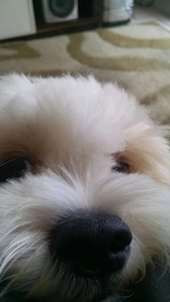 Cachorro ra a Lhasa apso idade 2 anos nome Billy