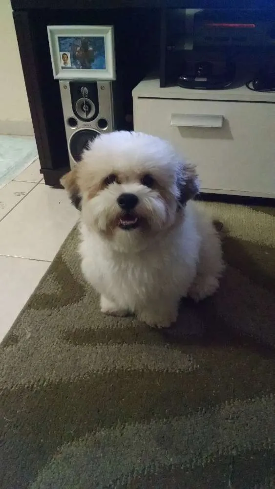 Cachorro ra a Lhasa apso idade 2 anos nome Billy