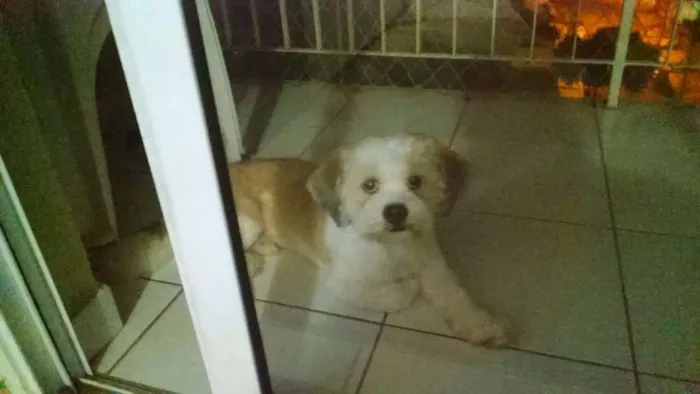 Cachorro ra a Lhasa apso idade 2 anos nome Billy