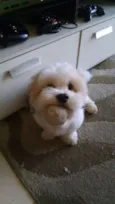 Billy