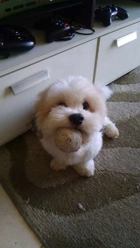 Cachorro ra a Lhasa apso idade 2 anos nome Billy