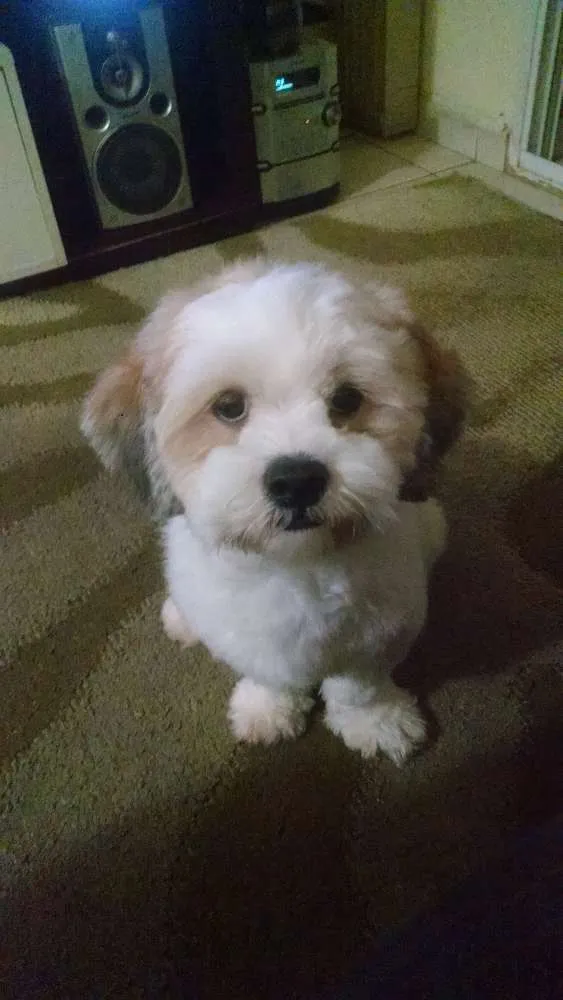 Cachorro ra a Lhasa apso idade 2 anos nome Billy