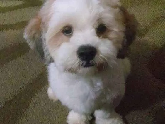 Cachorro ra a Lhasa apso idade 2 anos nome Billy