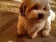 Billy