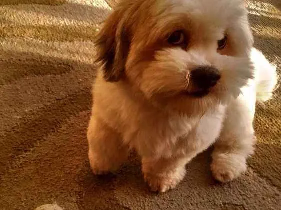 Cachorro ra a Lhasa apso idade 2 anos nome Billy