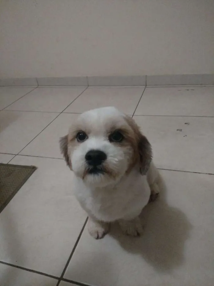 Cachorro ra a Lhasa apso idade 2 anos nome Billy