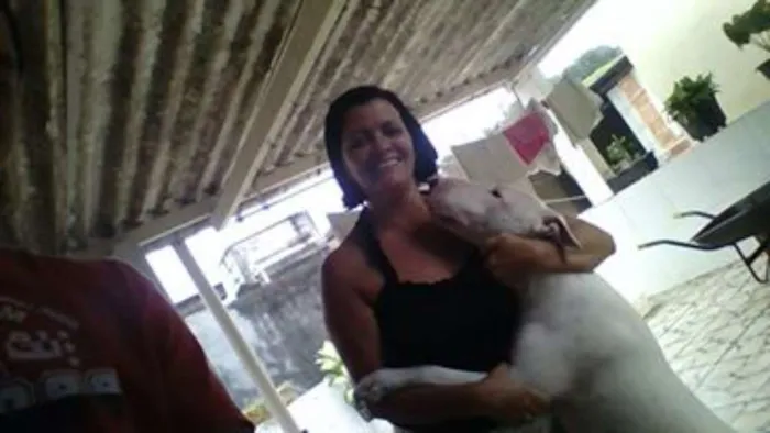 Cachorro ra a Bull terrier idade 4 anos nome Lion 