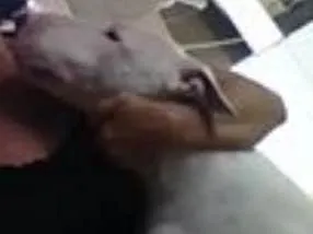 Cachorro ra a Bull terrier idade 4 anos nome Lion 
