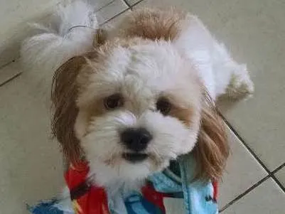 Cachorro ra a Lhasa apso idade 2 anos nome Billy