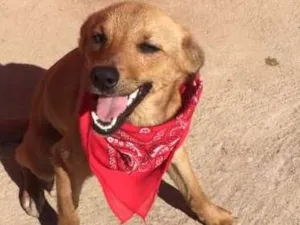 Cachorro raça Vira lata idade 2 a 6 meses nome Lola