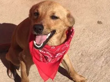 Cachorro ra a Vira lata idade 2 a 6 meses nome Lola