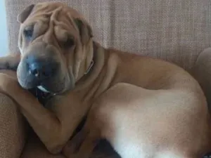 Cachorro raça Shar Pei idade 2 anos nome Kiko