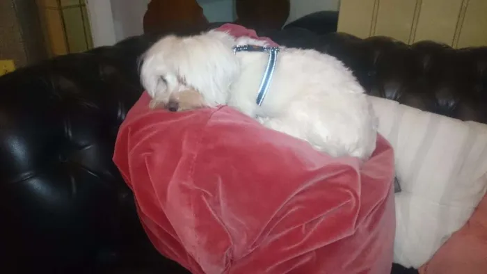 Cachorro raça Maltes idade 2 anos nome Tut