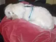 Tut