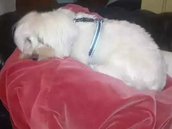 Cachorro raça Maltes idade 2 anos nome Tut