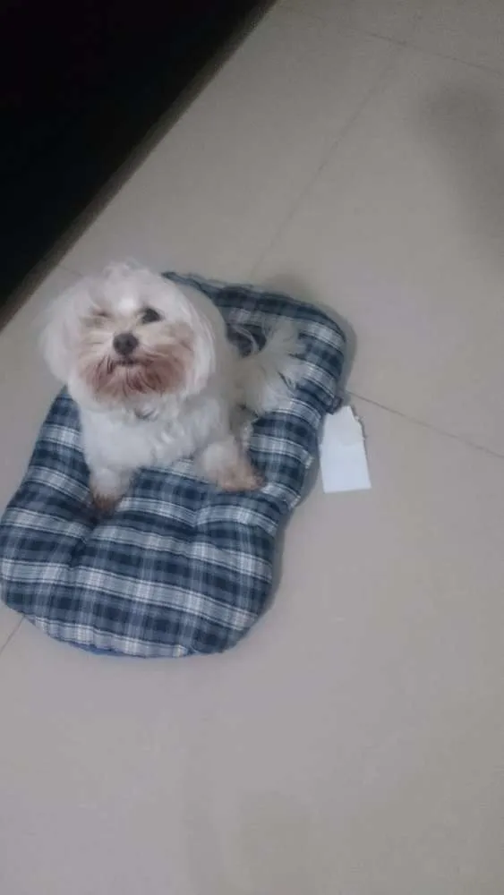 Cachorro raça Maltes idade 2 anos nome Tut