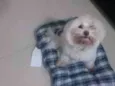 Tut