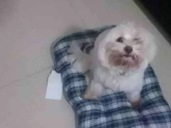 Cachorro raça Maltes idade 2 anos nome Tut