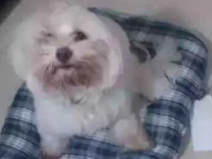Cachorro raça Maltes idade 2 anos nome Tut