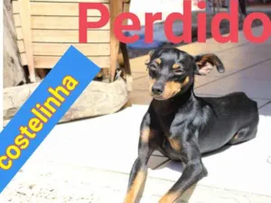 Cachorro raça pinche falsificado idade 2 anos nome costelinha