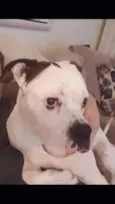 Zulu