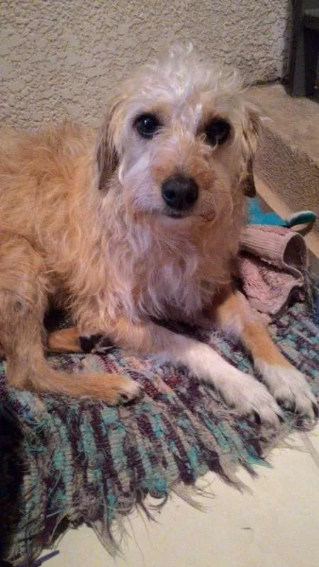 Cachorro raça Vira lata  idade 4 anos nome Pink 