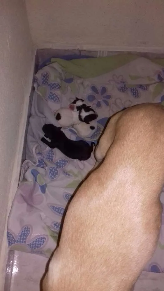 Cachorro raça Indefinida idade Abaixo de 2 meses nome Filhotes