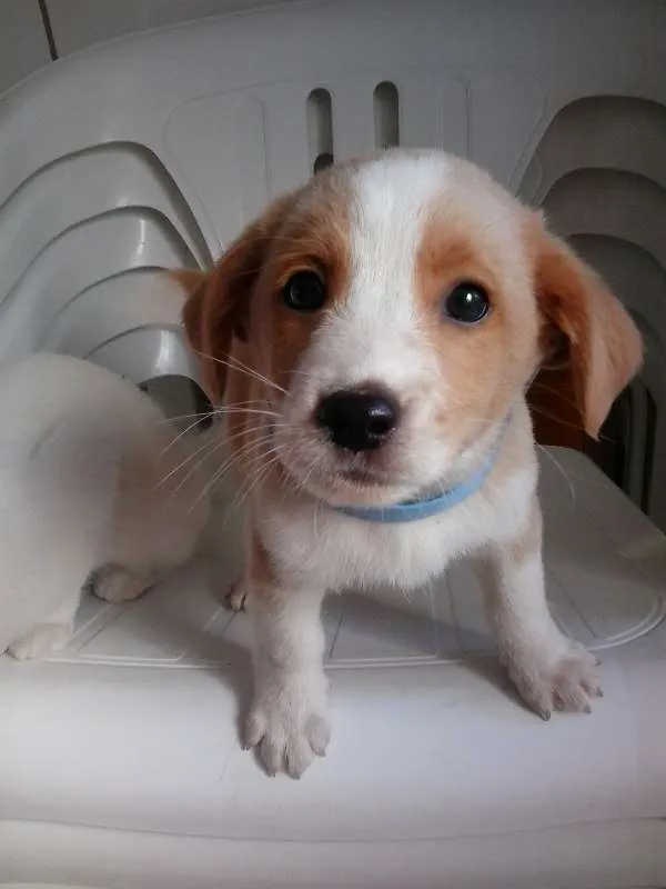 Cachorro ra a SRD idade 2 a 6 meses nome ainda não tem