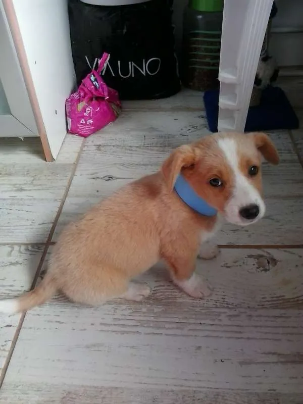 Cachorro ra a SRD idade 2 a 6 meses nome ainda não tem