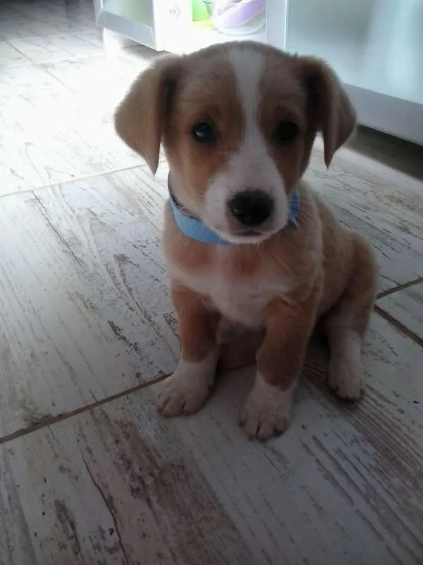 Cachorro ra a SRD idade 2 a 6 meses nome ainda não tem