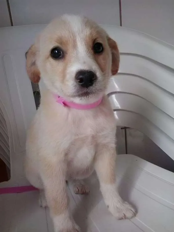 Cachorro ra a SRD idade 2 a 6 meses nome ainda não tem