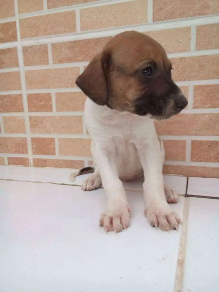 Cachorro raça Vira lata idade 2 a 6 meses nome Magda